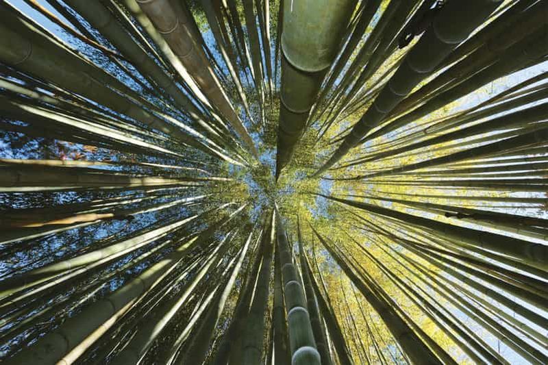 La Bambouseraie en Cévennes Billet