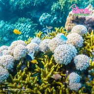 Siquijor : excursion sur l'île avec plongée et cascades