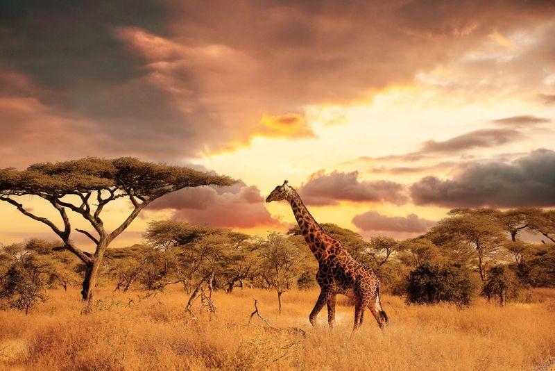 Parc national du Serengeti