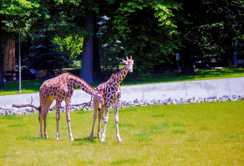 Zoo de Cracovie
