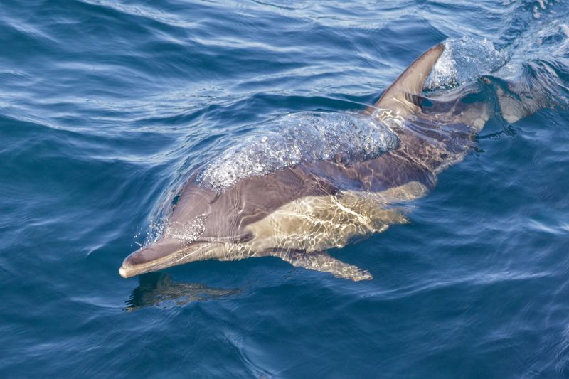 Observation des dauphins et des baleines à Auckland