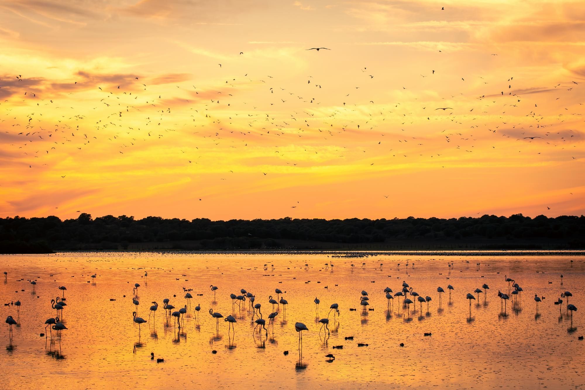 Parc naturel de Doñana
