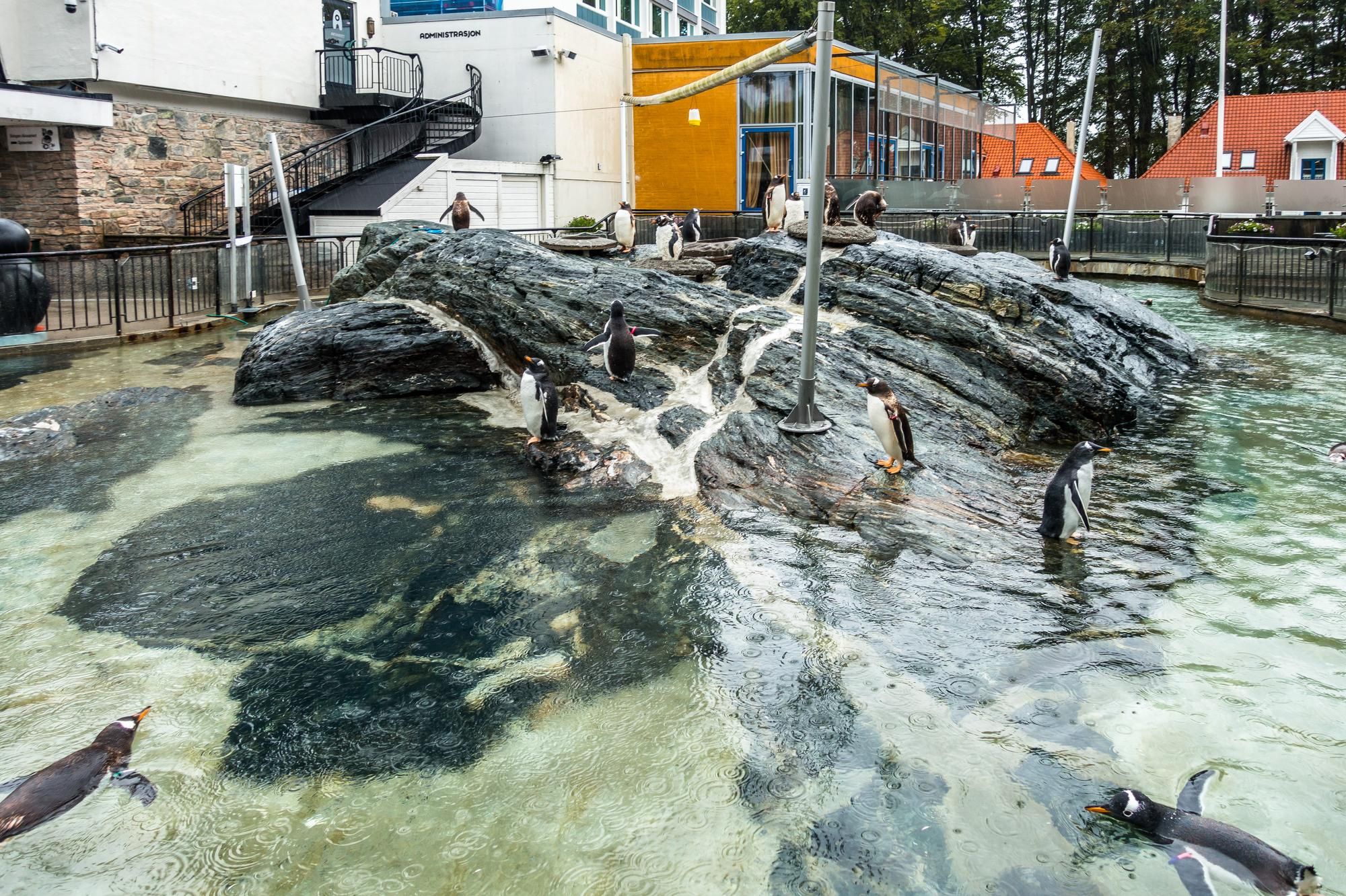 Aquarium de Bergen