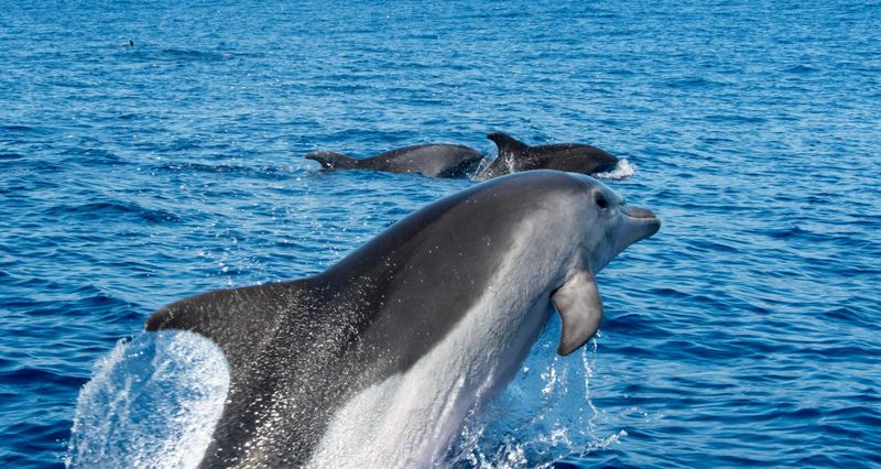 Observation des dauphins et des baleines à Funchal