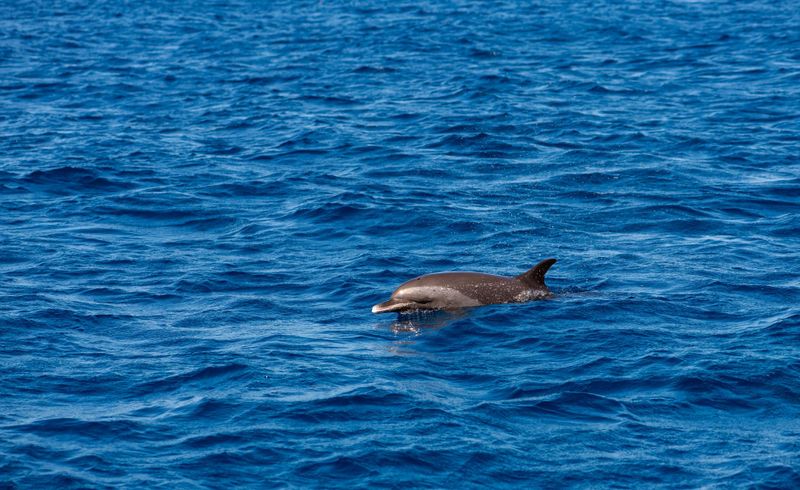 Observation des dauphins aux Trois-Îlets