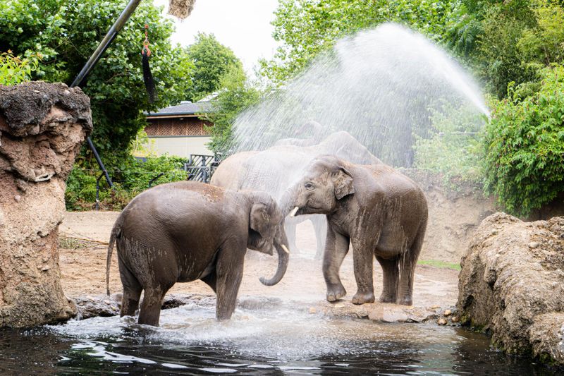 Zoo de Dublin