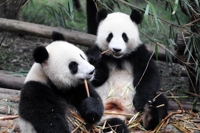 Zoo de Shanghai