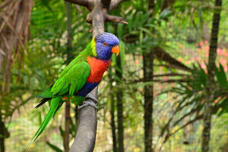 Zoo de Martinique