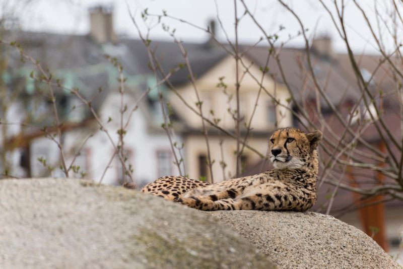 Zoo de Bâle
