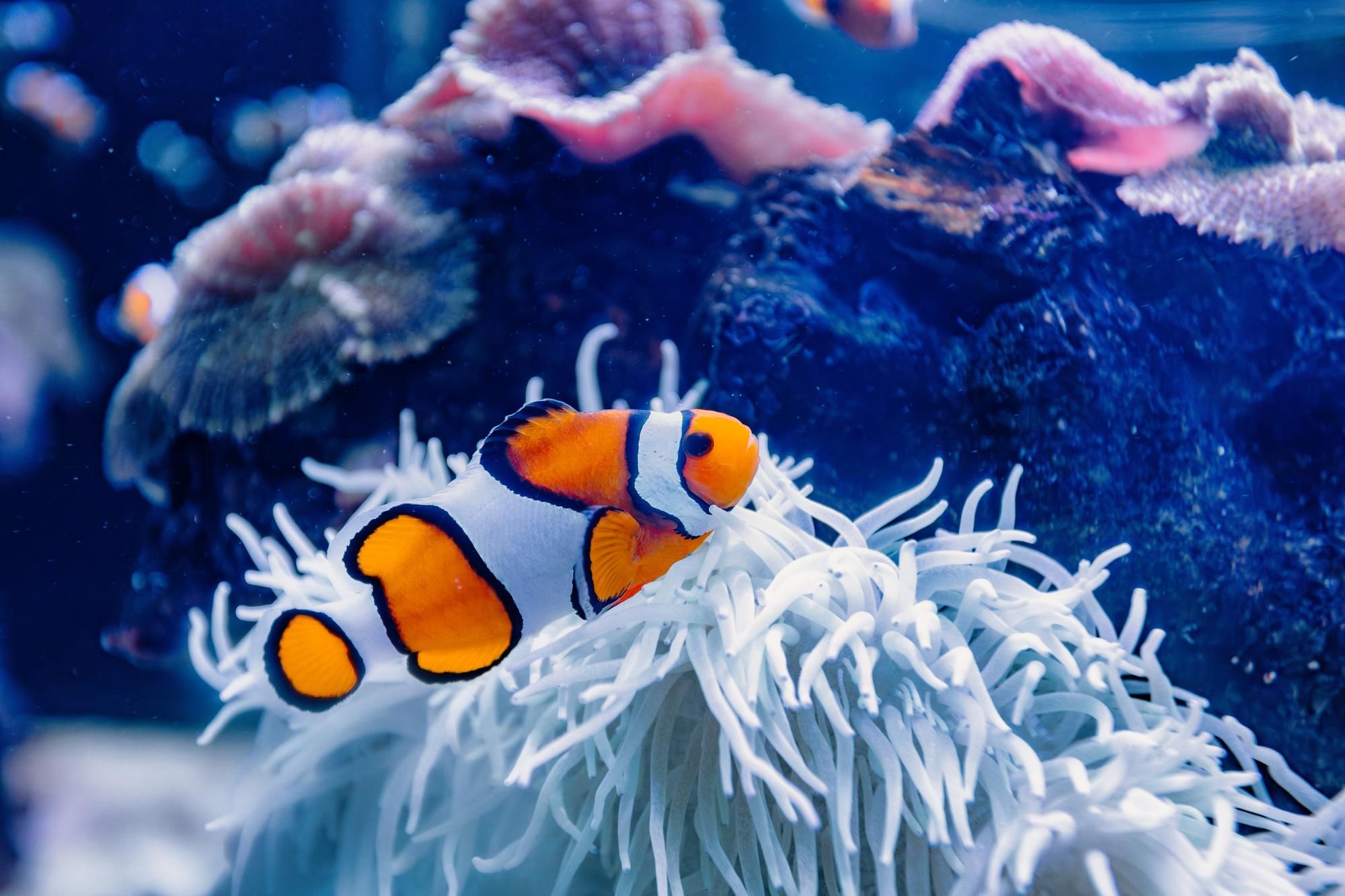 Palma Aquarium