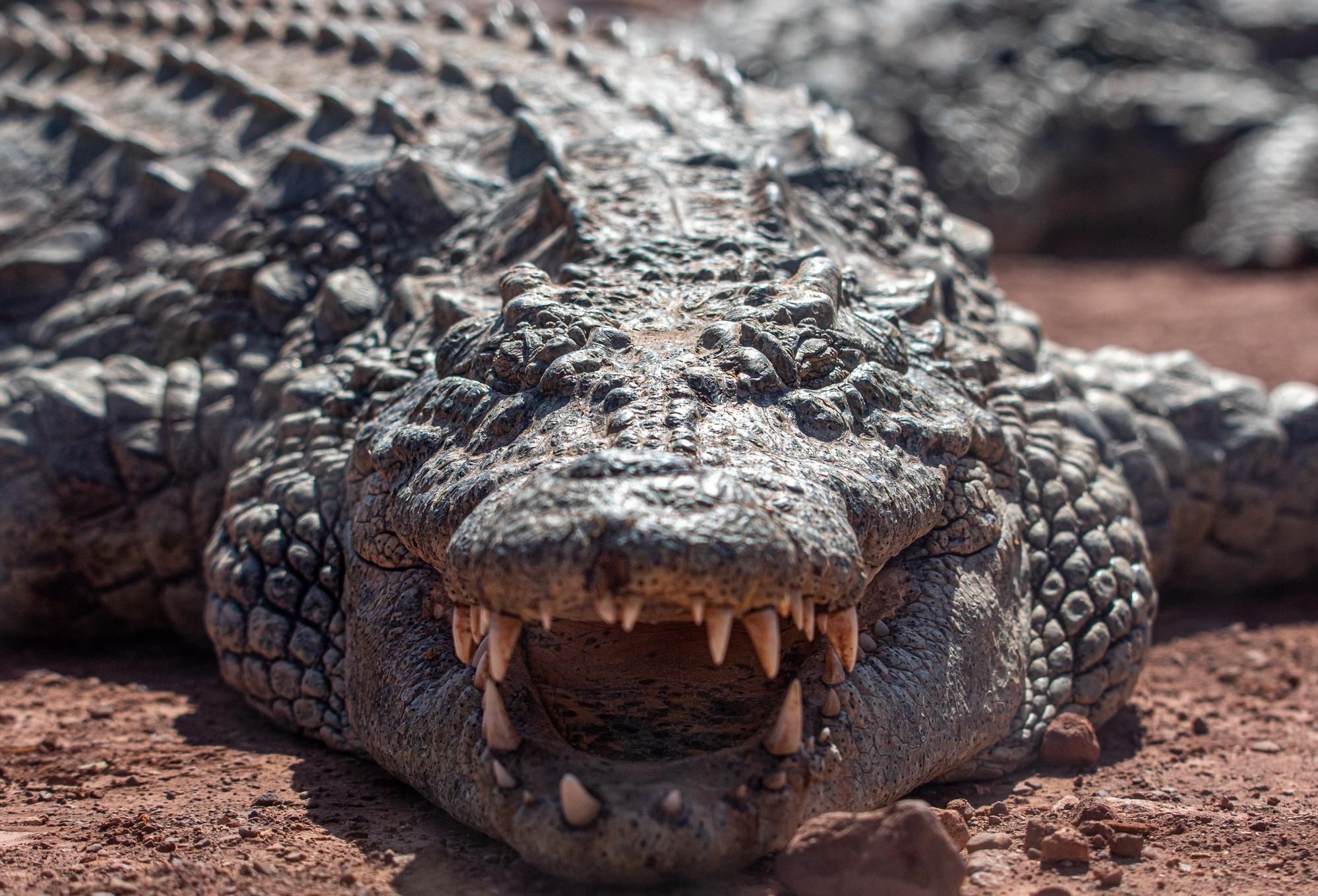 Croco Parc Agadir