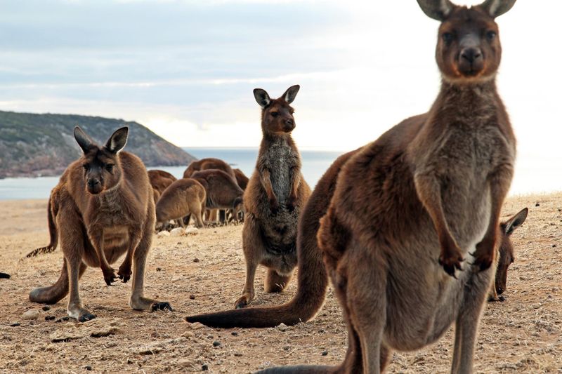 Kangaroo Island