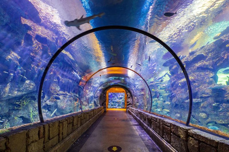 Shark Reef Aquarium à Las Vegas