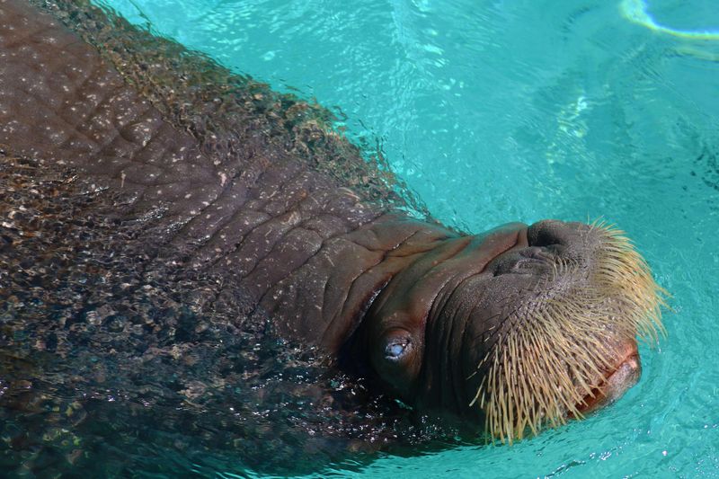 Aquarium du Québec