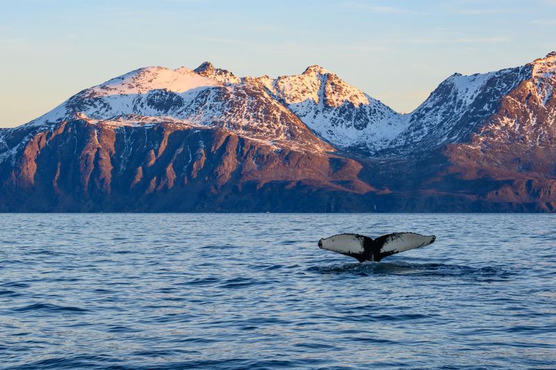 Observation des baleines à Tromsø