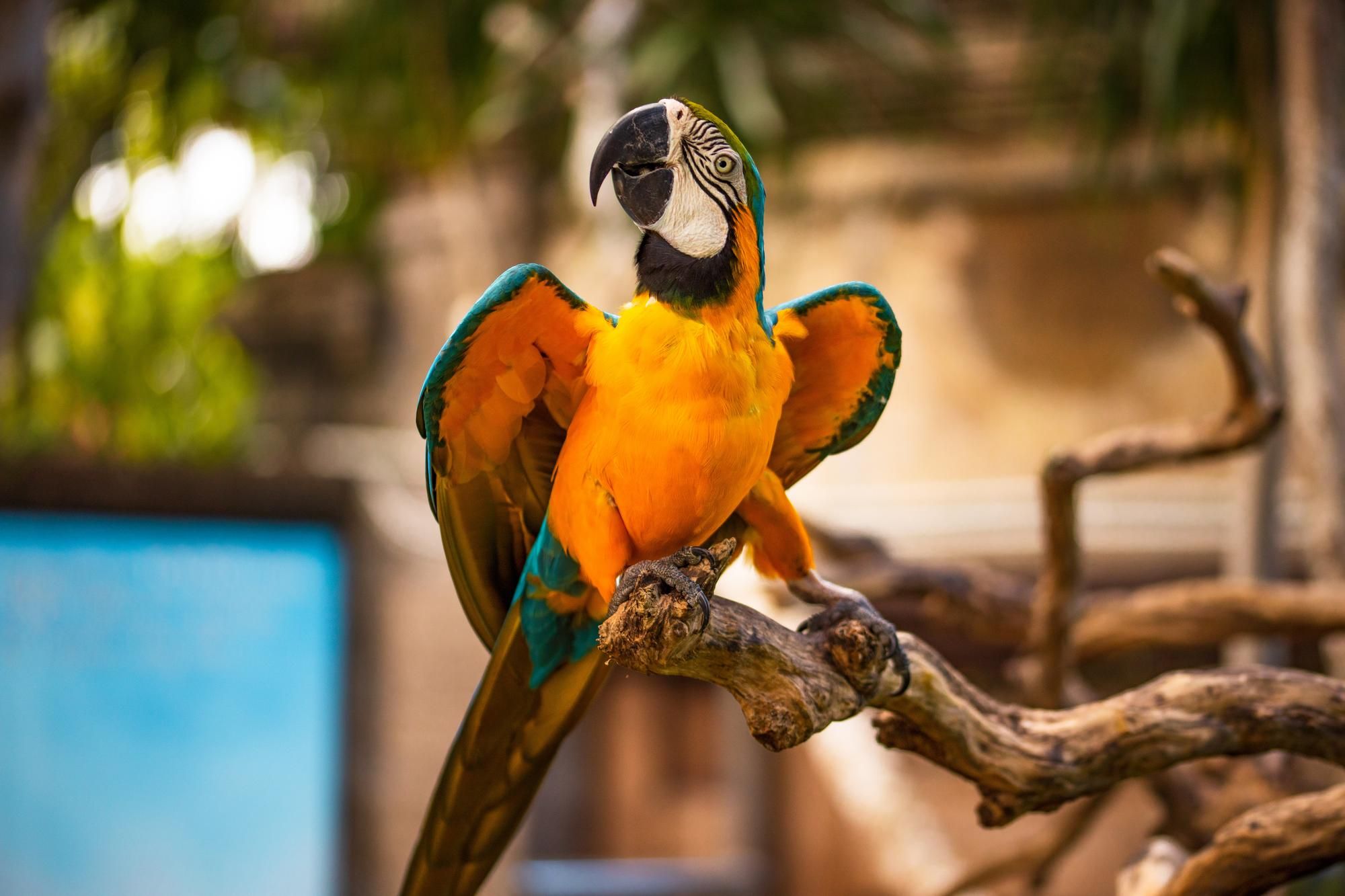 Parc ornithologique de Bali