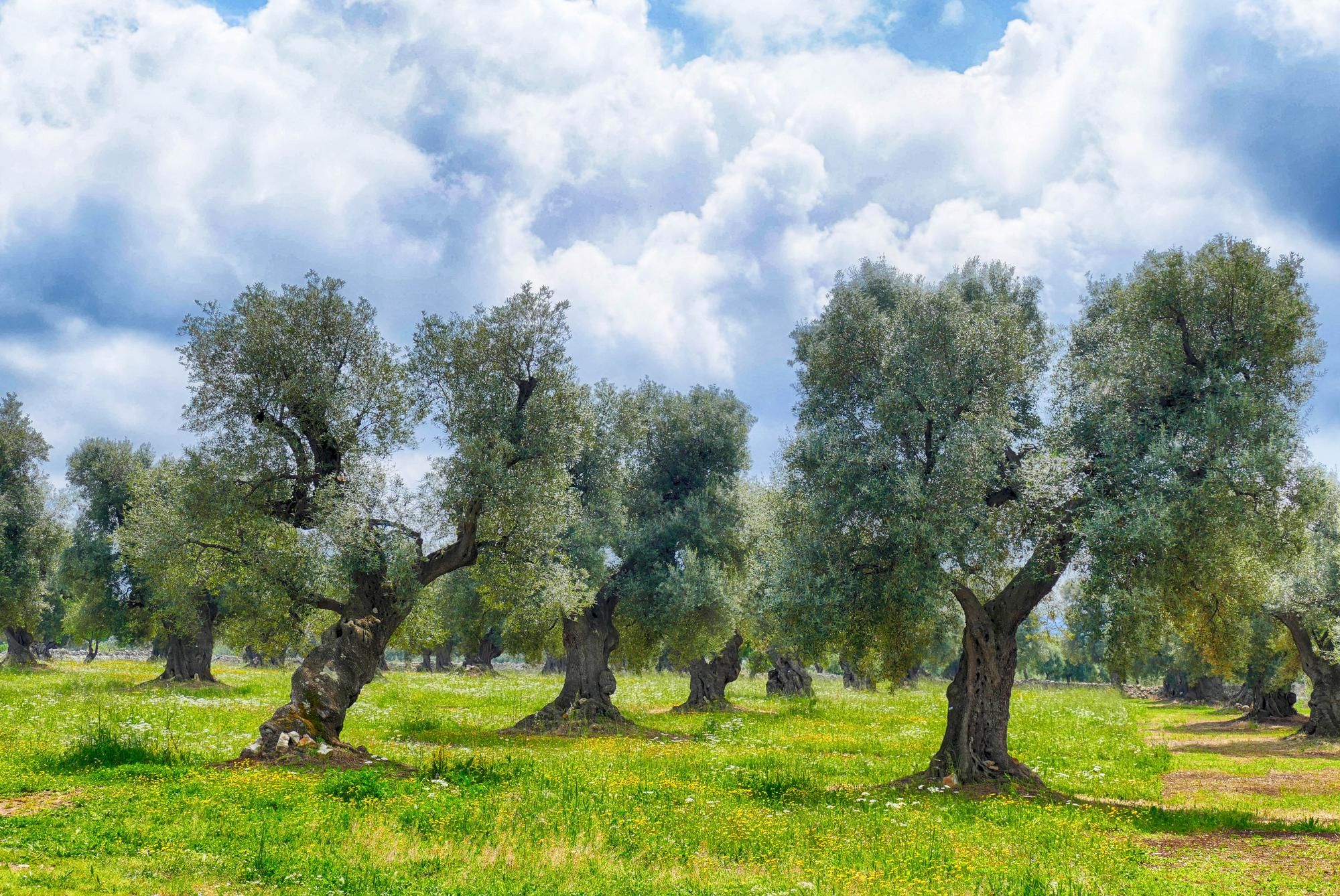Masseria Brancati