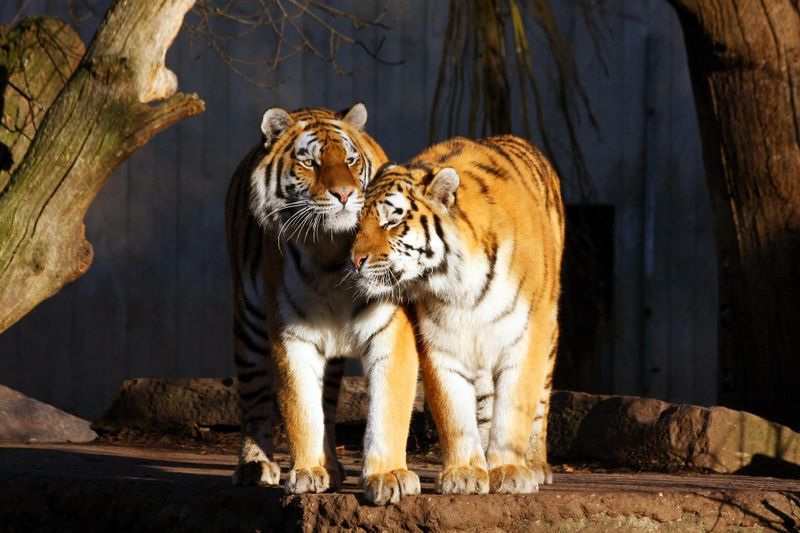Zoo de Copenhague