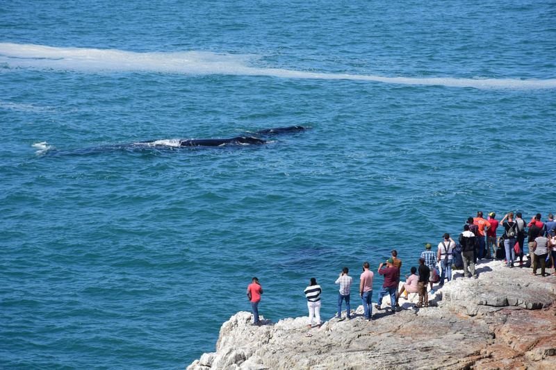 Observation des baleines à Hermanus