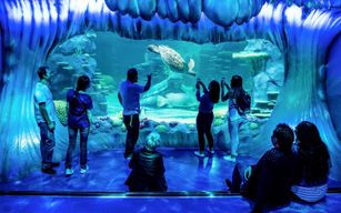 Billets pour l'aquarium SEA LIFE Sydney