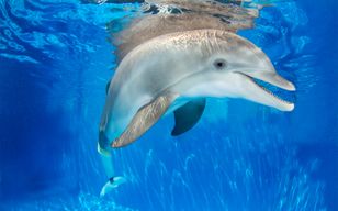 The Dolphin Encounter Tour and Clearwater Beach Tour