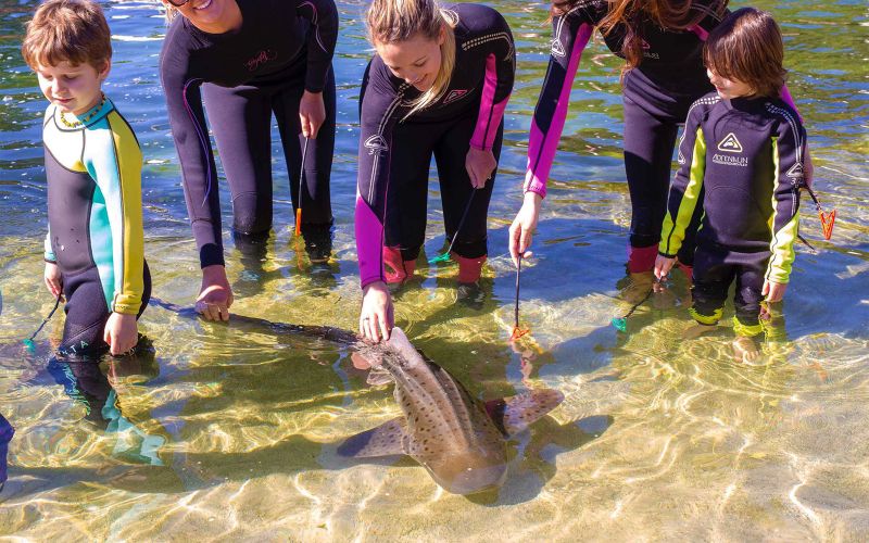 Tickets to Irukandji Shark & Ray Encounters with Zebra Shark Feeding Experience