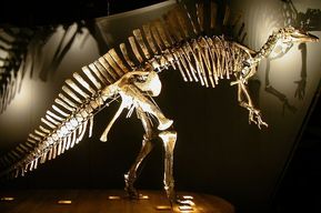 Billets pour le Musée d'Histoire Naturelle de Venise