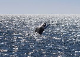 Excursion d'observation des baleines au départ de Reykjavik