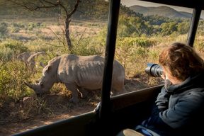 Safari dans la Réserve Naturelle de Pilanesberg au départ de Johannesburg