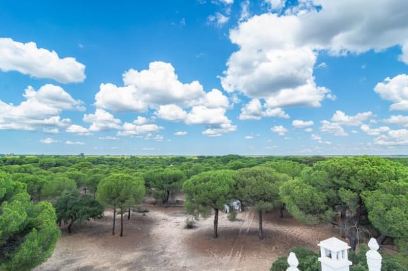 Excursion au Parc National de Doñana depuis Séville