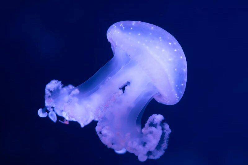 Passe annuel pour l'Aquarium de Paris