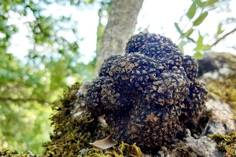 Billet Expérience de recherche de truffes à Assise