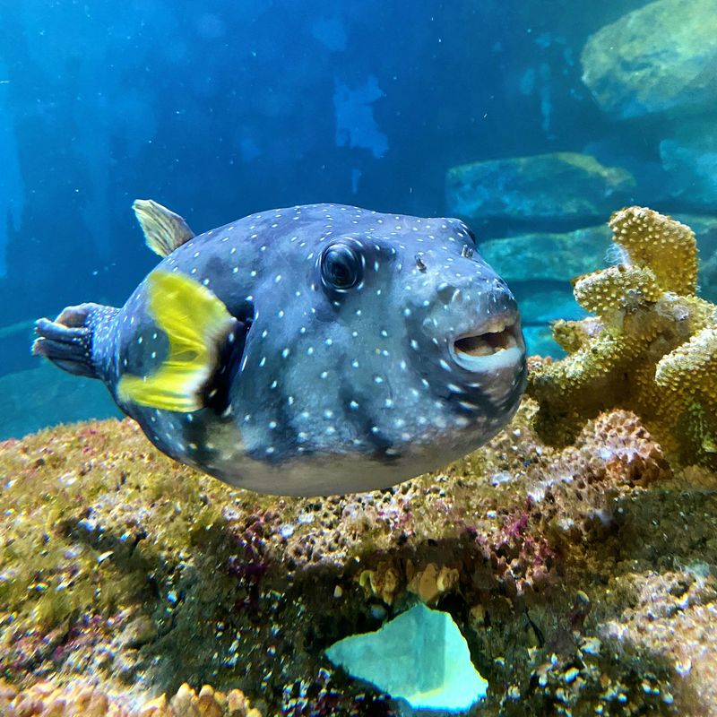 Billet Billets pour l'aquarium d'Amnéville