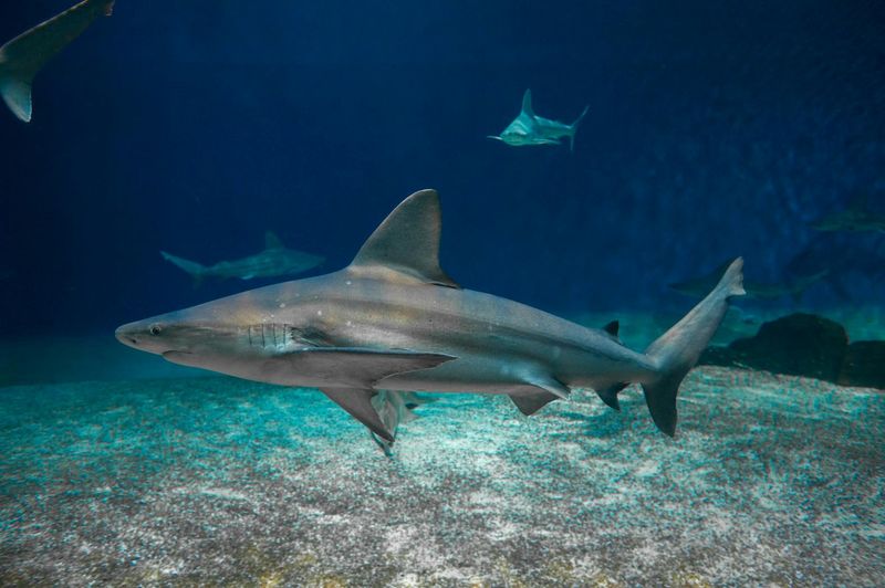 Billets Aquarium de Gênes + Musée de la Mer Galata