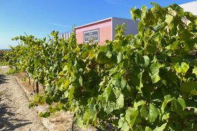 Visite privée des vignobles du nord de Lisbonne