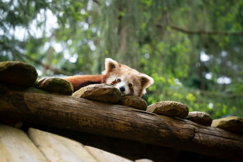 Billet Billets pour le zoo d'Amnéville