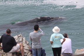 Excursion privée d'observation des baleines depuis la terre à Hermanus