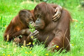 Billets pour le zoo et l'aquarium de Cologne
