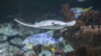 Billets pour le Seaquarium au Grau-du-Roi Montpellier