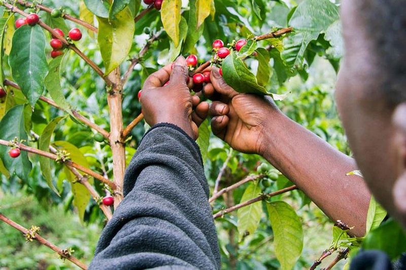 Visite guidée d'une plantation de café à Nairobi