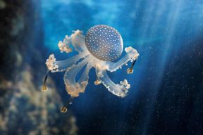 Billets coupe-file pour Océanopolis à Brest