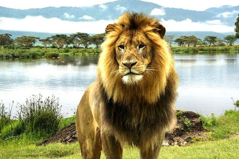 Excursion de 4 jours à la Réserve Nationale du Masai Mara et au lac Nakuru depuis Nairobi