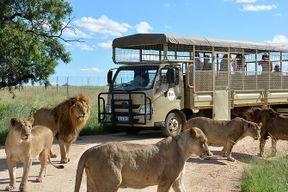 Billets pour le Lion and Safari Park à Pretoria