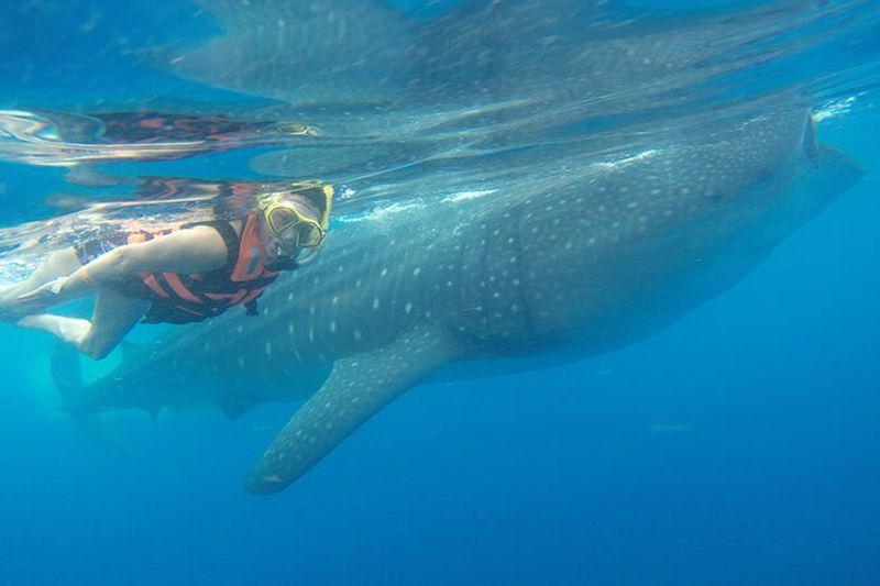 Excursion de snorkeling avec le requin-baleine à Cancún