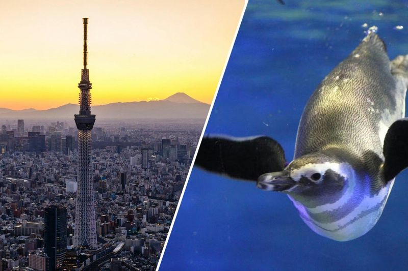 Offre : Billets pour Tokyo Skytree et l'aquarium de Sumida
