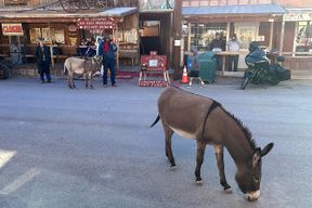 Excursion à Oatman et au Musée de la Route 66 depuis Kingman