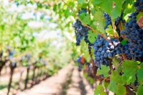 Tour gastronomique et œnologique à Tenerife