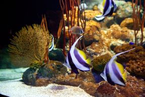 Billets pour Underwater World à Pattaya