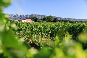 Tour du vin au Mont Sainte-Victoire depuis Aix-en-Provence