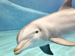 Billets pour l'Oceanogràfic et le Musée des Sciences de Valence